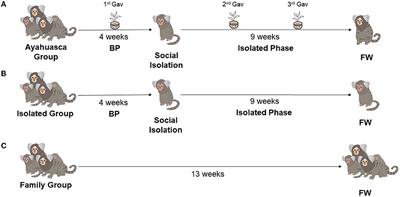 Prophylactic action of ayahuasca in a non-human primate model of depressive-like behavior